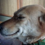 笑うこもも