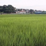 田園