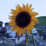 ひまわり