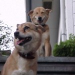階段でとったモモとコモモ