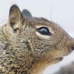 リス2