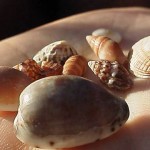 集めた貝殻