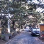 こんな並木道を通って行きます