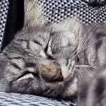 日記に力をいれてというご意見を戴いたのでとりあえず、猫のデミの写真でも・・・。