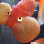 すっげぇ、おたふく・・・。