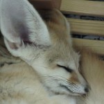 ぼのぼのにでてくるフェネック君。犬科らしい。