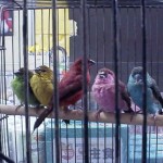 iMacインコ。左から、ライム・タンジェリンストロベリー・グレープ・ブルーベリーです。後ろにちょこっと見えるのが、ボンダイブルー。