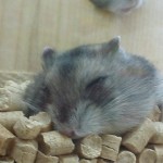 後ろに注目・・・。