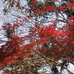 散り遅れたのか忘れたのか・・・。