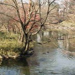 有栖川宮記念公園の池。カモがたくさん。