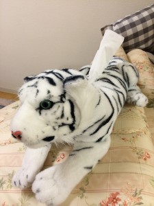 ホワイトタイガー「おまけ」