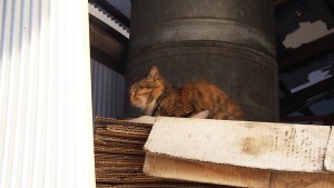 ネコを探す時には上を見よ