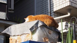 ネコを探す時には上を見よ パート2