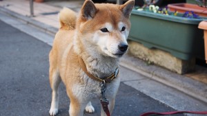 シバキチィィィ！