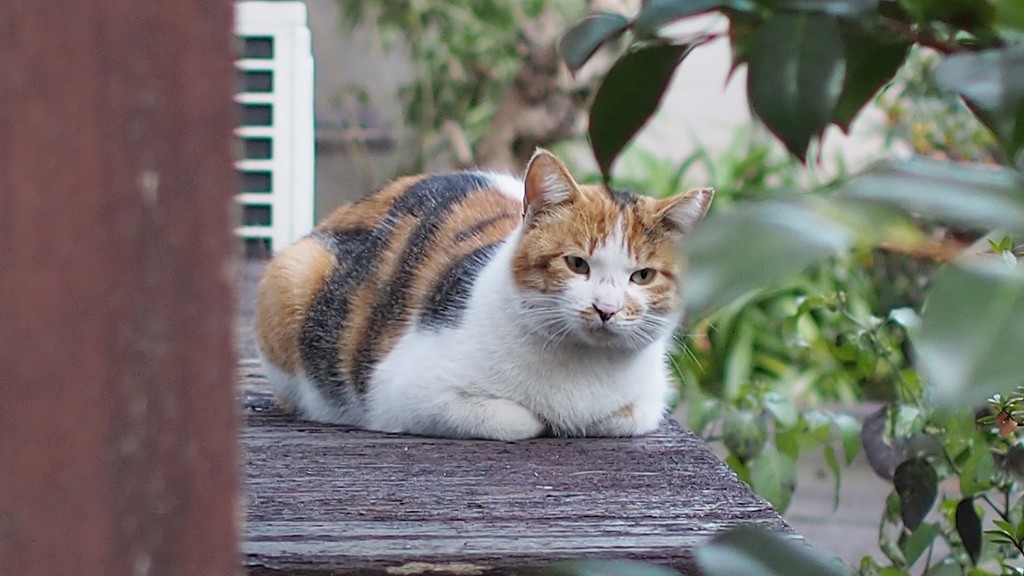もらって帰りたい