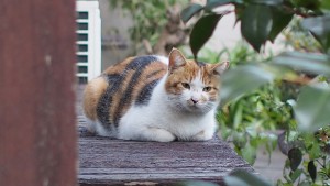 もらって帰りたい