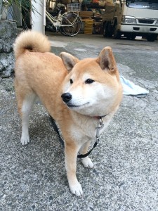 トレスバレスのあのこちゃん
