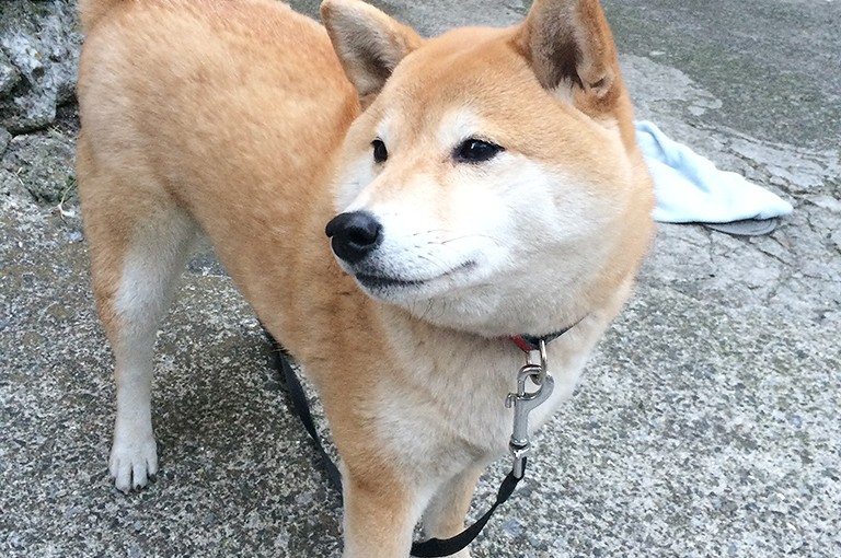 あのこちゃん