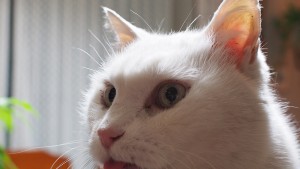 舌が出っぱなしのじいさん猫の「おまけ」