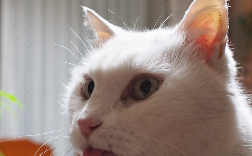 舌が出っぱなしのじいさん猫の「おまけ」