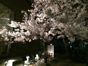 緑道の夜桜