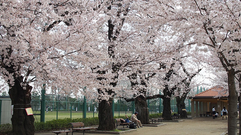 羽根木公園の桜並木