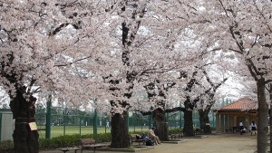 羽根木公園の桜並木