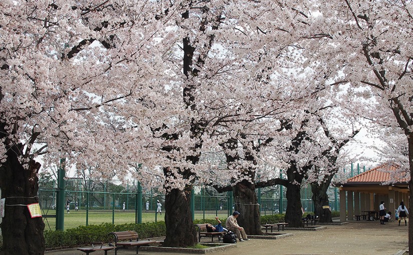 羽根木公園の桜並木
