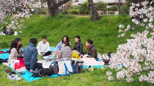 最後の花見 2015 （1）