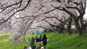 最後の花見 2015 （3）