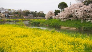 桜と菜の花のコラボ