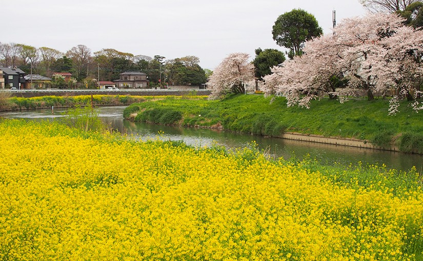 桜と菜の花のコラボ