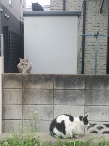 猫道の猫たち