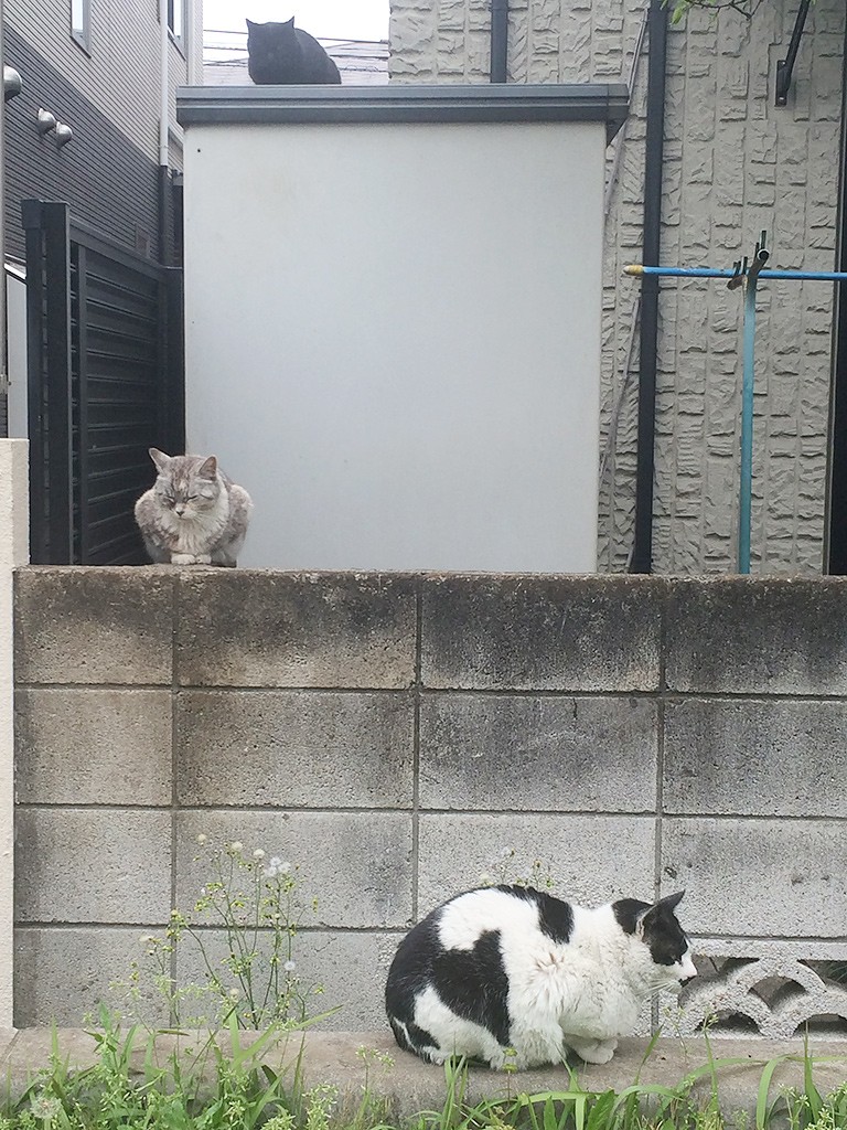 猫道の猫たち
