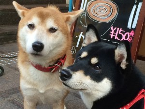 彷徨いの途中で出会ったシバキチコンビ
